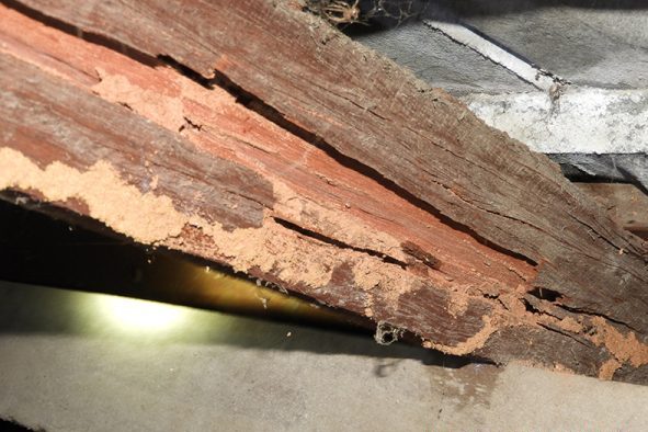 termite inspection perth